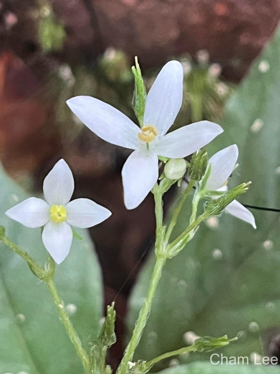 Championia reticulata Gardner